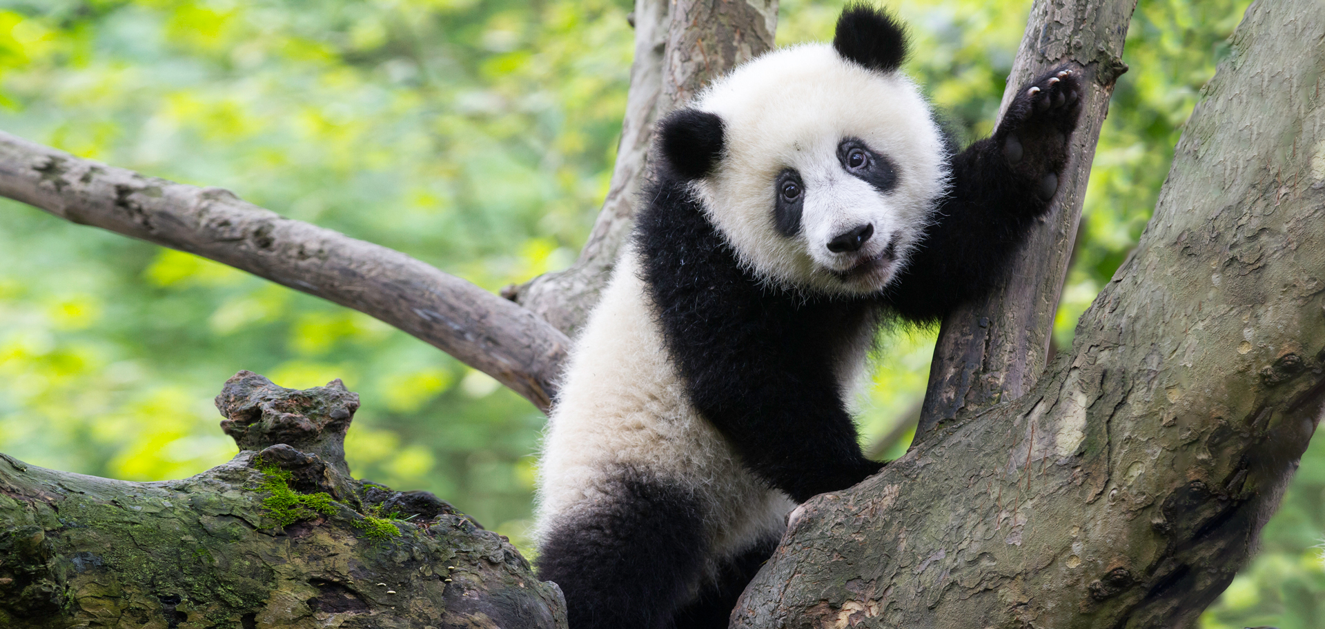 Panda in natural habitat